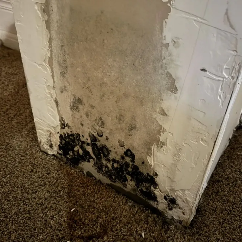 Professional Mold Removal in Nokesville, VA